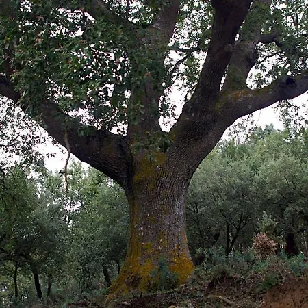 Bosco Pianetti Santuario di Gibilmanna