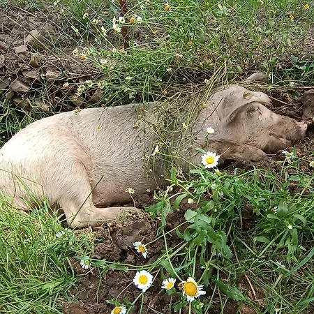 Farm stay Bosco Pianetti Santuario di Gibilmanna