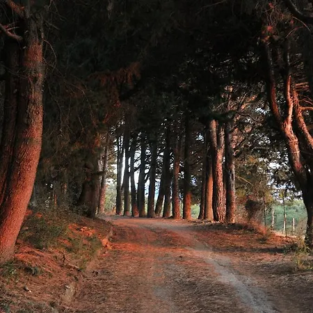 Bosco Pianetti