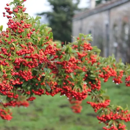 Bosco Pianetti * Santuario di Gibilmanna