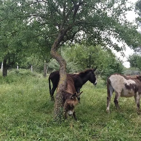 Alloggio per agriturismo Bosco Pianetti